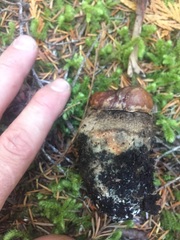 Leccinum ponderosum