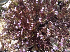 Pelargonium laevigatum laevigatum
