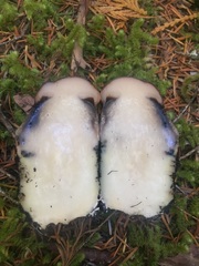 Leccinum ponderosum