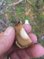 Leccinum ponderosum