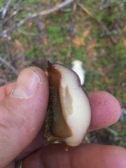 Leccinum ponderosum