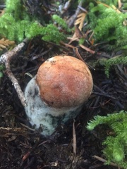 Leccinum ponderosum