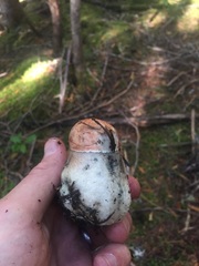 Leccinum ponderosum