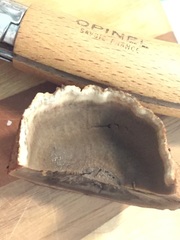 Leccinum ponderosum