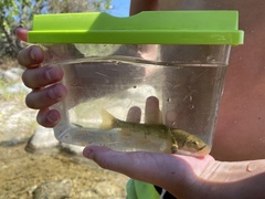 Pantosteus santaanae