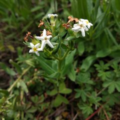 Lithospermum distichum