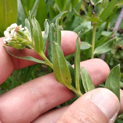Lithospermum distichum