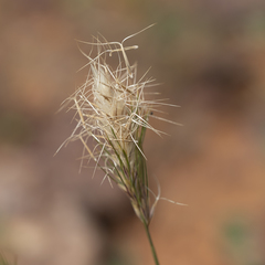 Aristida anthoxanthoides