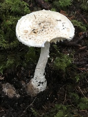 Amanita smithiana