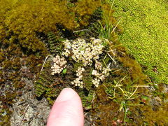 Gingidia decipiens