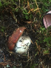 Leccinum ponderosum