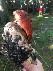 Leccinum ponderosum