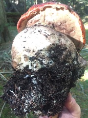 Leccinum ponderosum