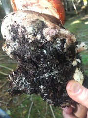 Leccinum ponderosum