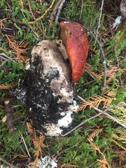 Leccinum ponderosum