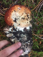 Leccinum ponderosum