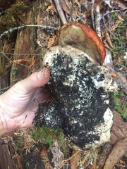 Leccinum ponderosum