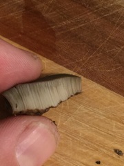 Leccinum ponderosum