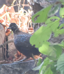 Galloperdix lunulata