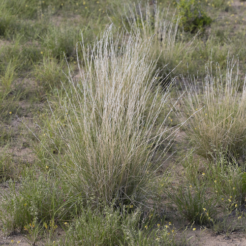 flat-awned threeawn (Aristida nitidula)