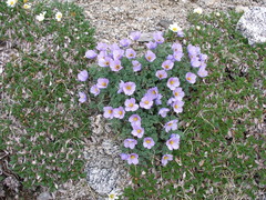 Paraquilegia microphylla