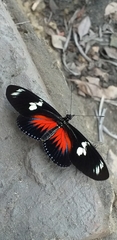 Heliconius doris dives