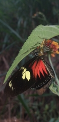 Heliconius doris dives