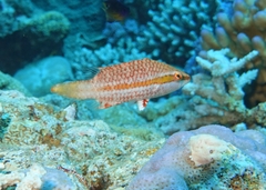 Oxycheilinus orientalis