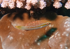 Oxycheilinus orientalis