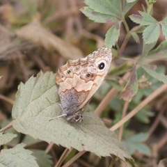 Paramacera xicaque xicaque