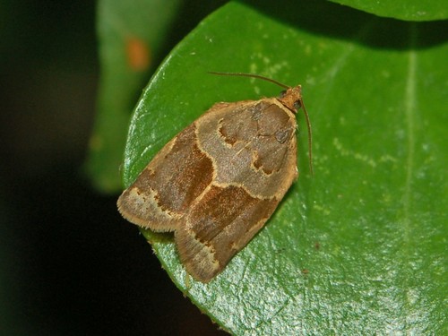 Clepsis dumicolana