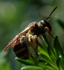 Lasioglossum