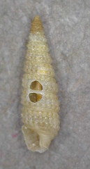 Triphoridae