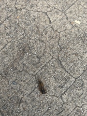 Yoyetta landsboroughi