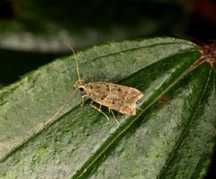 Athymoris martialis