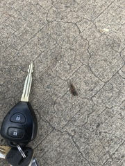 Yoyetta landsboroughi