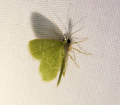 Idiochlora minuscula