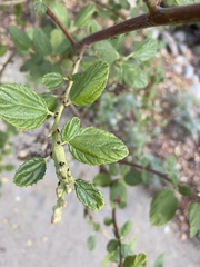 Periploca ceanothiella