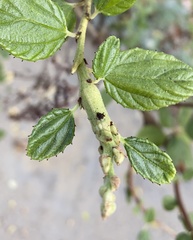 Periploca ceanothiella