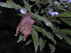 Calligaster himalayensis