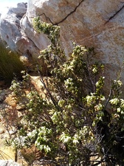 Erica flocciflora