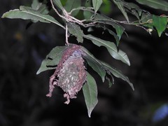 Calligaster himalayensis