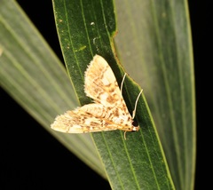 Lamprosema commixta