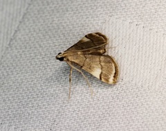 Cangetta hartoghialis