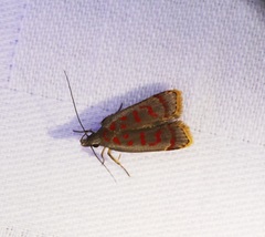 Dichomeris sandycitis