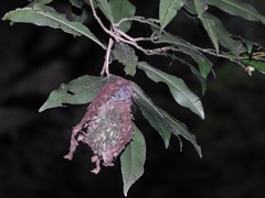 Calligaster himalayensis