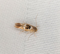 Hieromantis arcuata