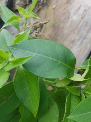 Echites puntarenensis
