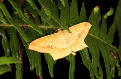 Krananda falcata