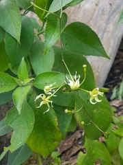 Echites puntarenensis